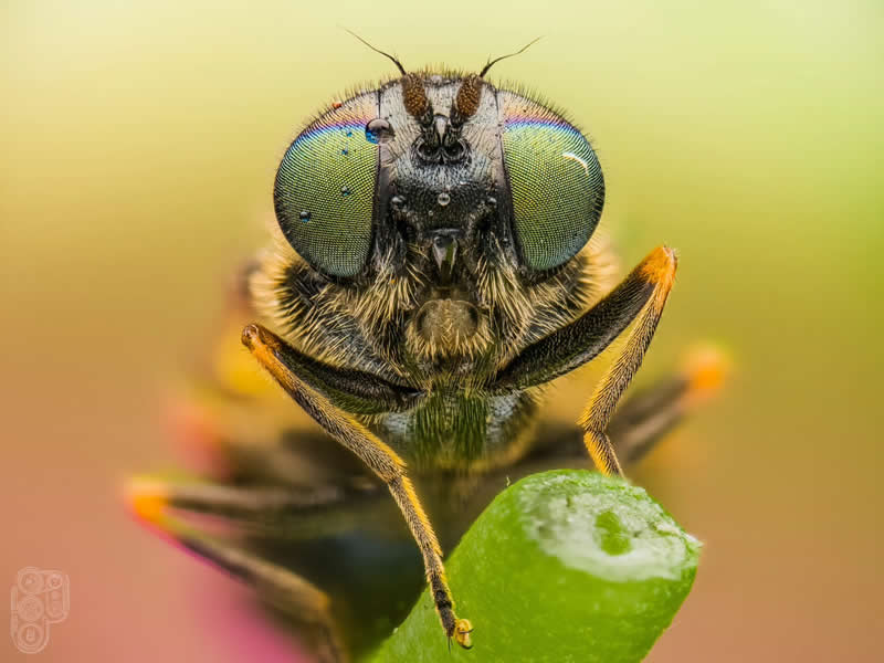 Extreme close-up macro photograph of a hoverfly with iridescent compound eyes perched on a green plant against a soft, colorful blurred background.