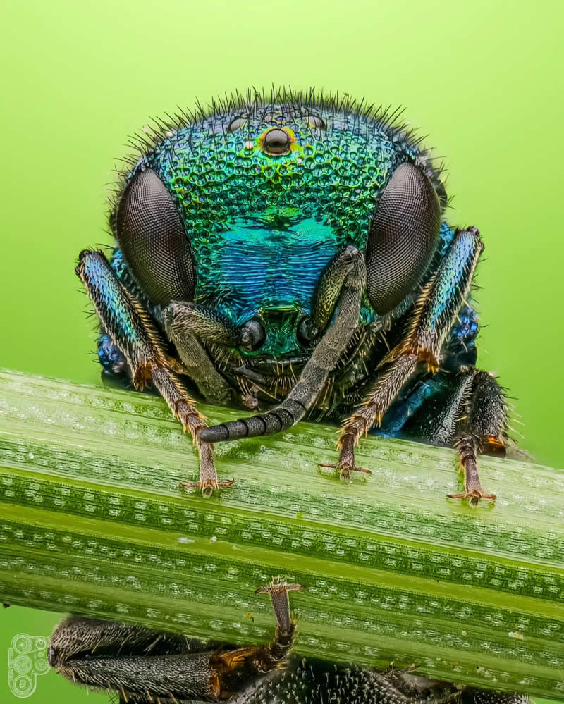 Extreme close-up macro photograph of a metallic blue-green cuckoo wasp perched on a green stem, displaying shimmering textures, large compound eyes, and intricate body details against a soft green background.