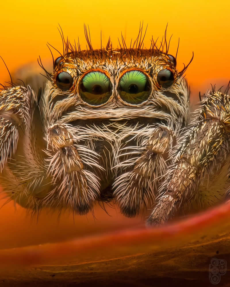 Extreme close-up macro photograph of a jumping spider with vibrant green eyes, detailed facial hairs, and sharp textures against a warm orange background.