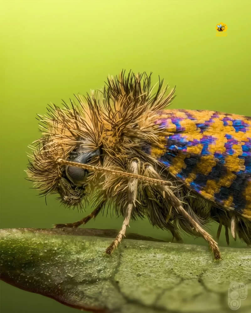 Extreme close-up macro photograph of a colorful jewel moth with vibrant blue and golden patterned wings perched on a green leaf against a soft green background.