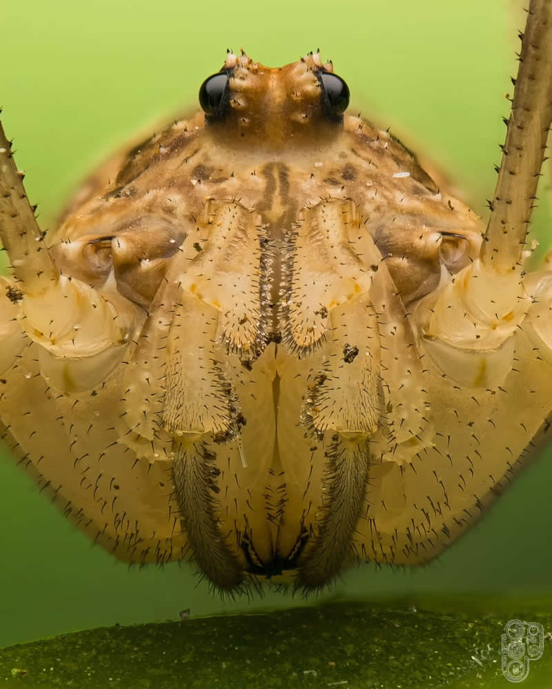 Extreme close-up macro photograph of a harvestman showing its detailed face, tiny eyes, textured mouthparts, and long legs against a smooth green background.