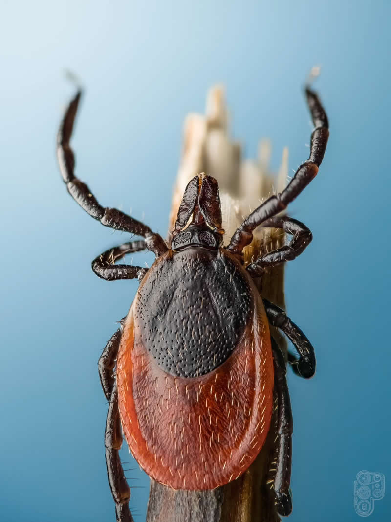 Extreme close-up macro photograph of a reddish-brown tick climbing a dry plant stem against a smooth blue background, revealing detailed body textures, legs, and mouthparts.