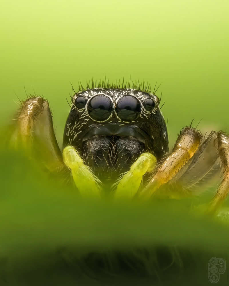 Extreme close-up macro photograph of a black jumping spider peeking through green foliage, highlighting its large forward-facing eyes and fine body details against a soft green background.