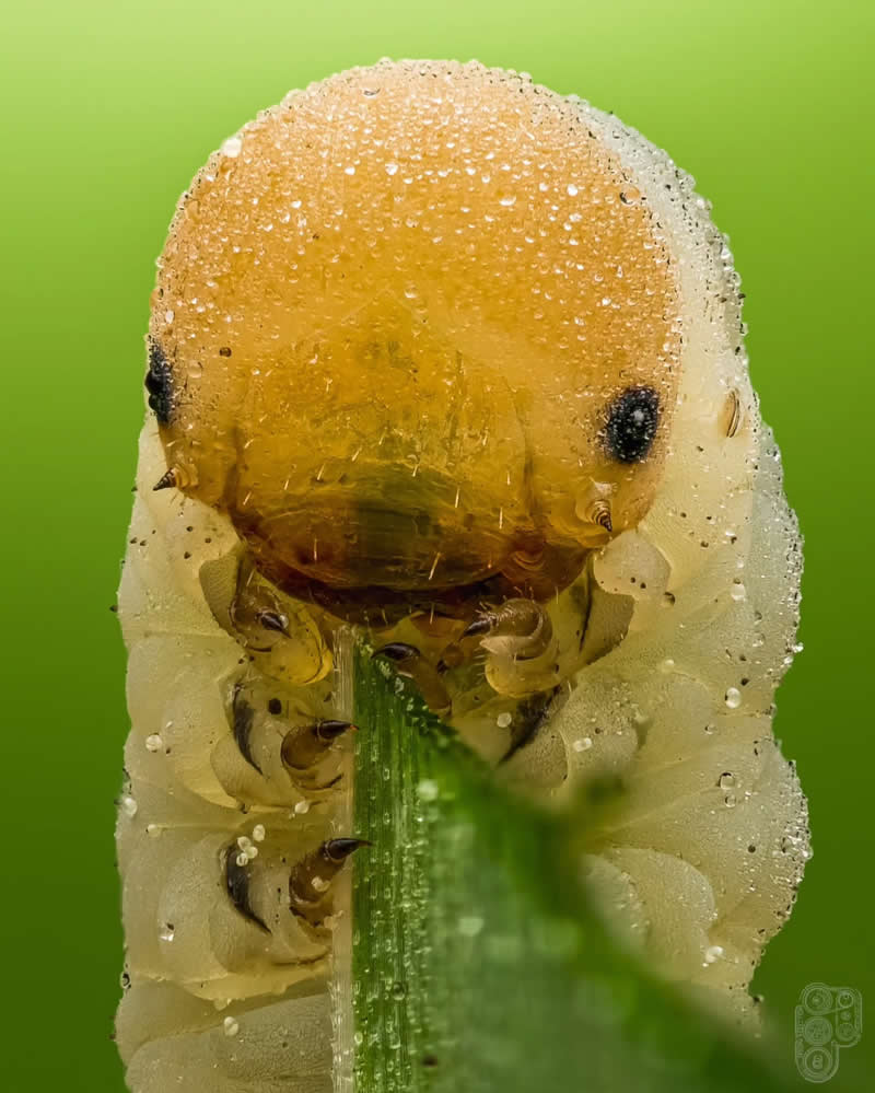 Extreme close-up macro photograph of a dew-covered pale larva clinging to a green blade of grass, revealing intricate body details, tiny legs, and textured head against a soft green background.