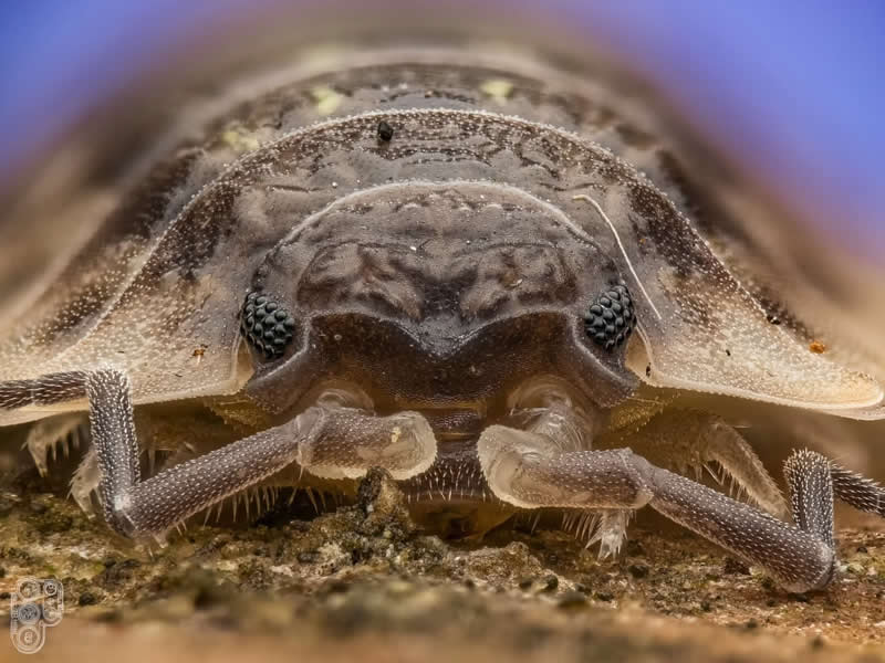 Extreme close-up macro photograph of a shield bug viewed from the front, showcasing its armored body, tiny compound eyes, textured exoskeleton, and detailed legs against a softly blurred blue and brown background.