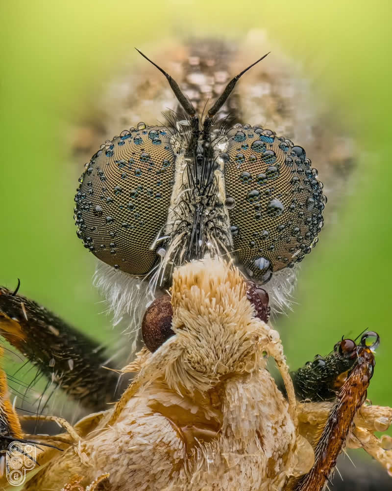 Extreme close-up macro photograph of a predatory fly with dew-covered compound eyes feeding on its insect prey, showcasing intricate facial details, fine textures, and remarkable symmetry against a soft green background.