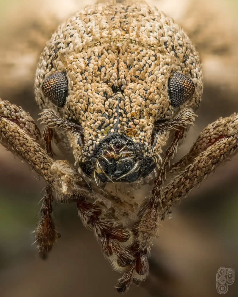 Extreme close-up macro photograph of a textured weevil facing the camera, showcasing its scaled exoskeleton, curved snout, compound eyes, and intricate legs against a softly blurred natural background.