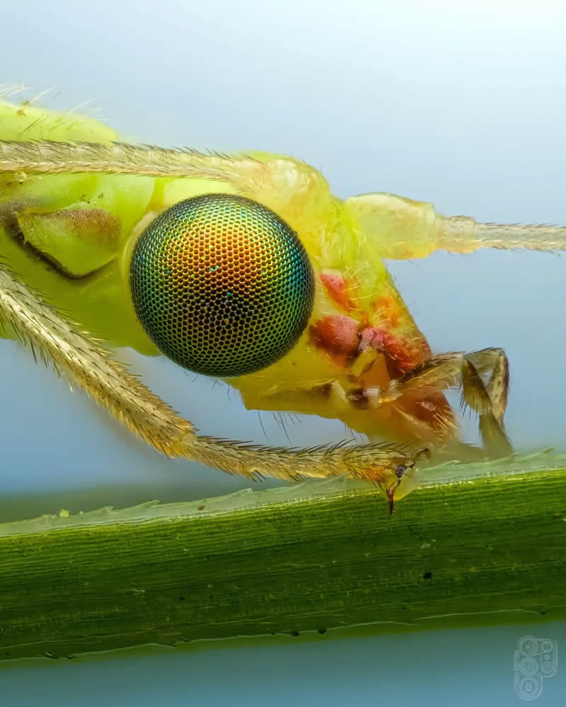 Extreme close-up side-view macro photograph of a tiny green insect perched on a blade of grass, highlighting its iridescent compound eye, delicate mouthparts, translucent body, and fine hairs against a soft blue background.