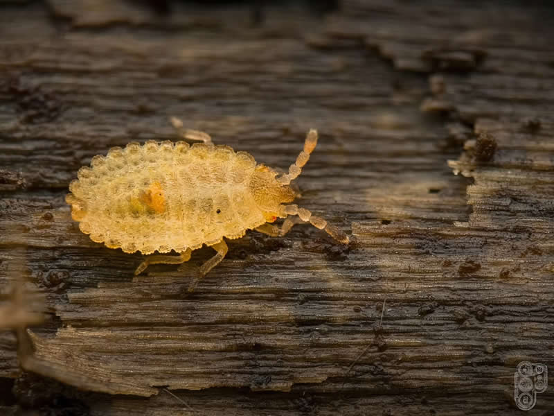 Close-up macro photograph of a tiny pale yellow insect crawling across weathered tree bark, highlighting its textured body, delicate legs, segmented antennae, and intricate details against a rustic wooden background.