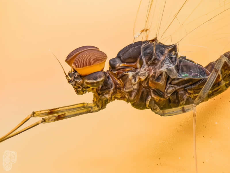 Extreme close-up side-view macro photograph of a delicate winged insect with amber compound eyes, translucent wings, and intricate body details against a soft warm beige background.