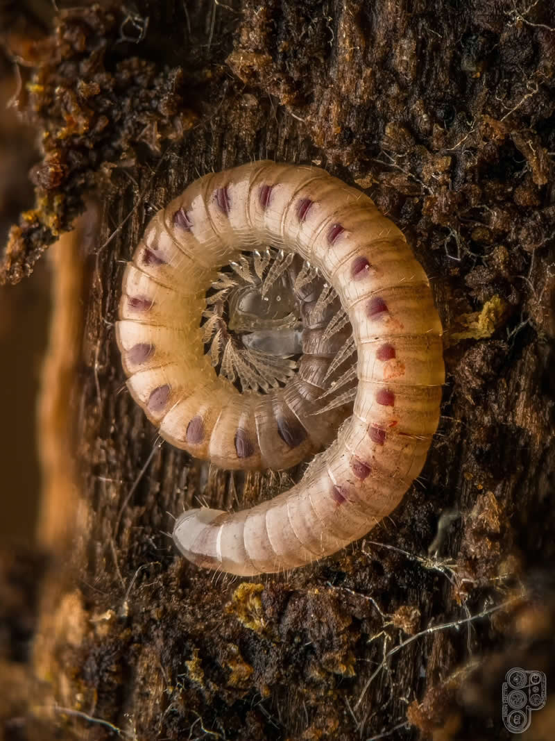 Close-up macro photograph of a curled millipede resting on textured tree bark, showcasing its segmented body, delicate legs, and spiral shape with exceptional detail against a natural woodland background.