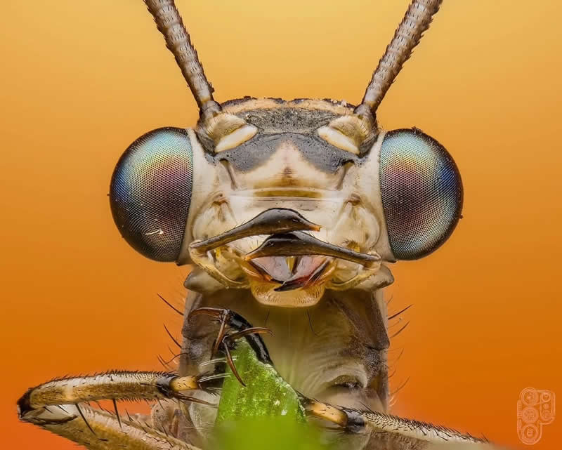 Extreme close-up macro photograph of a small insect with large iridescent compound eyes, long antennae, and delicate mouthparts perched on a green stem against a vibrant orange background.