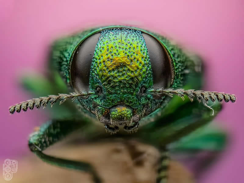 Extreme close-up macro photograph of a metallic green jewel beetle with textured body, large compound eyes, and serrated antennae, captured head-on against a soft pink background with stunning detail.