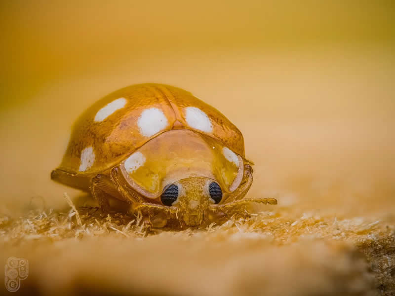 Extreme close-up macro photograph of a golden-yellow ladybug with white spots resting on a textured surface, captured with soft warm lighting and a smooth golden background.