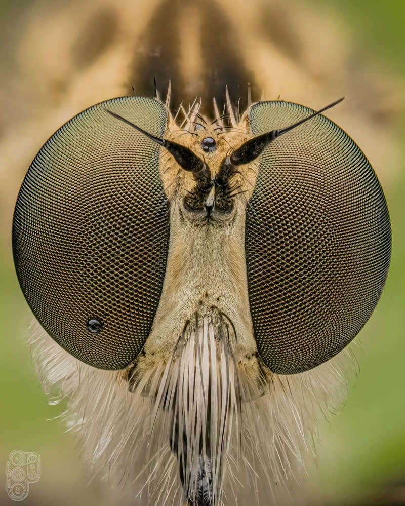 Extreme close-up macro photograph of an insect with enormous compound eyes, delicate antennae, and fine facial hairs, captured in perfect frontal symmetry against a soft green background.