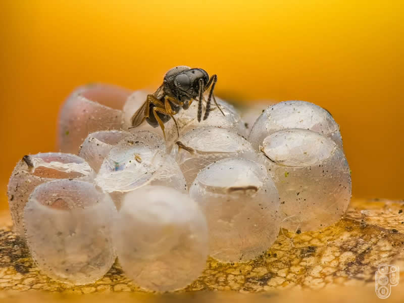 Extreme close-up macro photograph of a tiny insect standing on a cluster of translucent insect eggs against a warm golden background, showcasing intricate details and delicate textures.