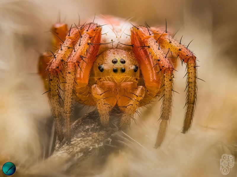 Extreme close-up macro photograph of an orange spider facing the camera with eight eyes visible, perched on a twig and surrounded by soft creamy bokeh that emphasizes its detailed legs and textured body.