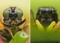 Macro Photos by Janek Stolarczyk Captured with a Smartphone