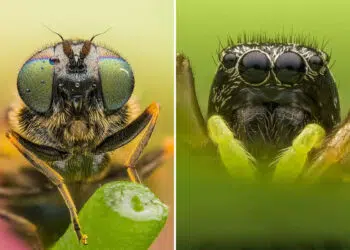 Macro Photos by Janek Stolarczyk Captured with a Smartphone