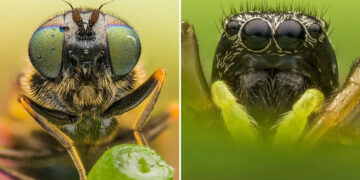 Macro Photos by Janek Stolarczyk Captured with a Smartphone