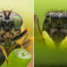 Unseen Beauty of Insects: 33 Macro Photos by Janek Stolarczyk Captured with a Smartphone 95 Macro Photos by Janek Stolarczyk Captured with a Smartphone