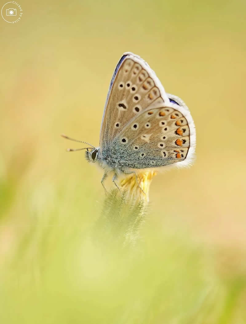 A delicate butterfly with pale brown wings marked by small black and orange spots rests on a wildflower bud, surrounded by a soft, creamy background and blurred green meadow grasses, creating a serene macro nature scene.