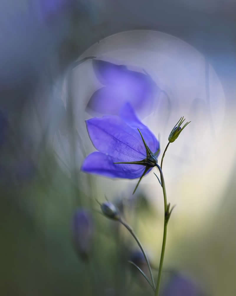 A delicate purple-blue bellflower stands gracefully among soft, blurred meadow grasses, illuminated by gentle natural light. The dreamy background and shallow depth of field create an ethereal macro photograph filled with tranquility and elegance.