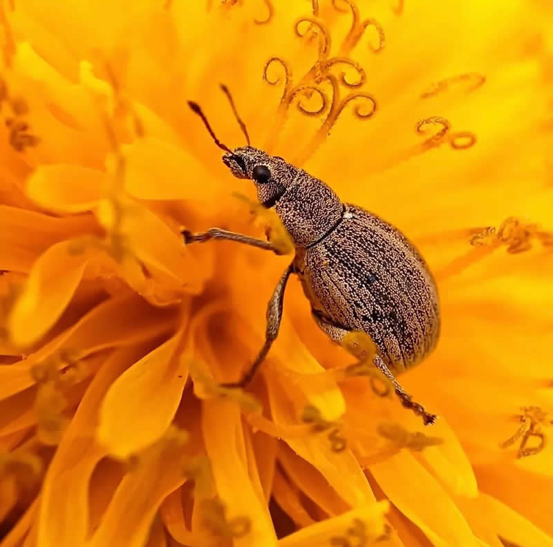 A detailed macro photograph of a small textured beetle crawling across the vibrant yellow petals of a flower. The close-up view reveals intricate patterns on the insect&rsquo;s body and the delicate structures of the bloom, highlighting the hidden beauty of nature.