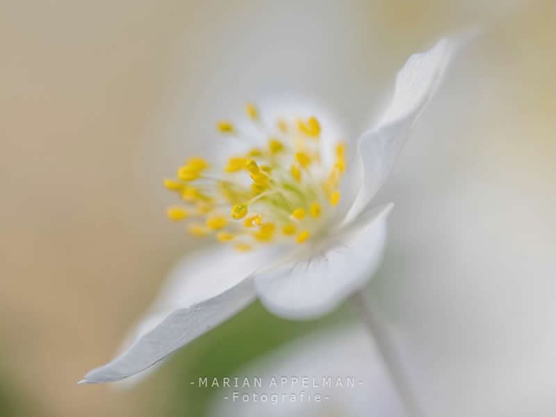 A dreamy macro photograph of a delicate white flower with soft petals and bright yellow stamens. The shallow depth of field and creamy pastel background create an ethereal, minimalist composition that highlights the flower&rsquo;s elegance and fragile beauty.
