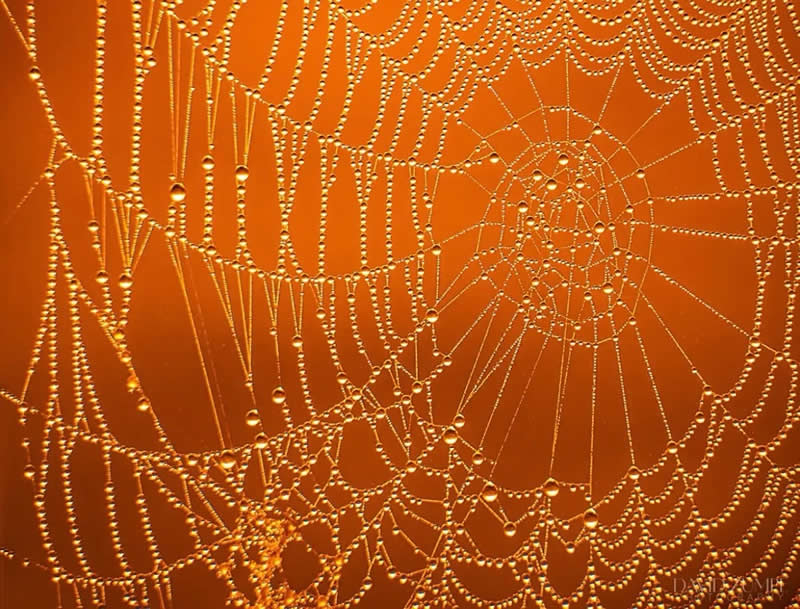 A stunning macro photograph of a spider web covered in tiny dew droplets, each bead glistening against a warm golden-orange background. The intricate web pattern and sparkling water droplets create a mesmerizing display of nature&rsquo;s beauty and precision.