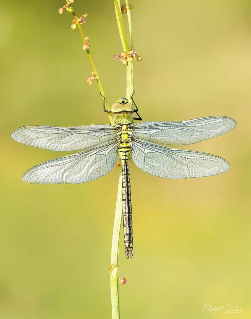 A detailed macro photograph of a dragonfly clinging vertically to a slender green stem. Its transparent wings are spread symmetrically, revealing intricate vein patterns against a soft, creamy green background that highlights the insect&rsquo;s delicate beauty and remarkable structure.