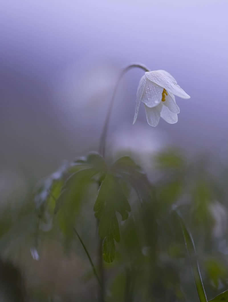 A delicate white wildflower covered in tiny dew droplets bends gracefully on a slender stem against a dreamy lavender-gray background. The soft focus and misty atmosphere create a peaceful macro scene filled with elegance, tranquility, and natural beauty.