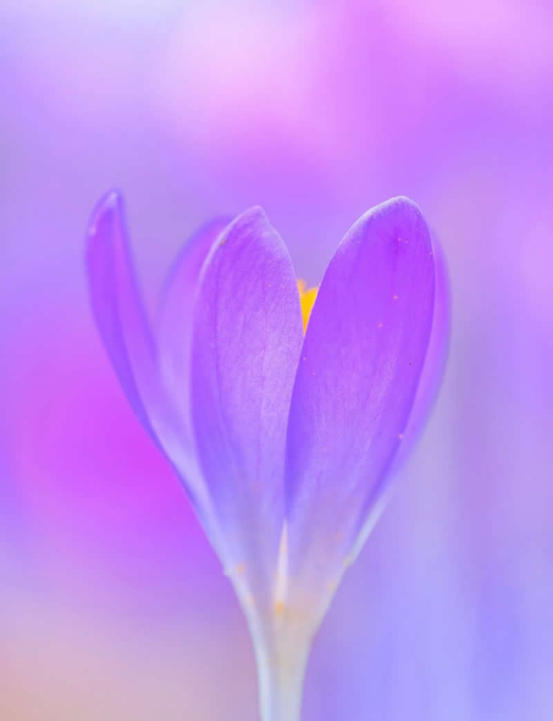 A dreamy macro photograph of a purple crocus flower emerging through a soft blur of pink and lavender tones. The shallow depth of field and pastel color palette create an ethereal atmosphere, highlighting the flower&rsquo;s delicate petals and gentle spring beauty.