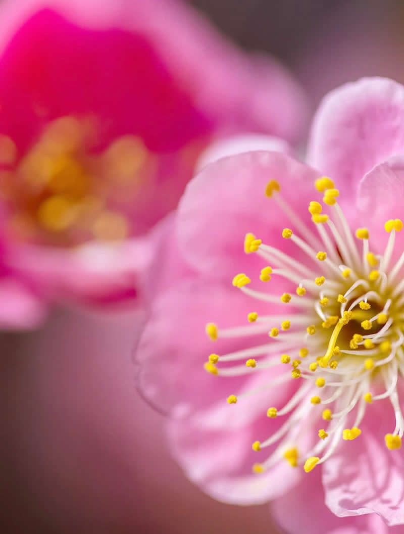 A vibrant macro photograph of delicate pink blossoms in bloom, featuring sharp focus on the flower&rsquo;s intricate white stamens tipped with bright yellow pollen. The soft pink background and shallow depth of field create a dreamy, elegant celebration of springtime beauty.