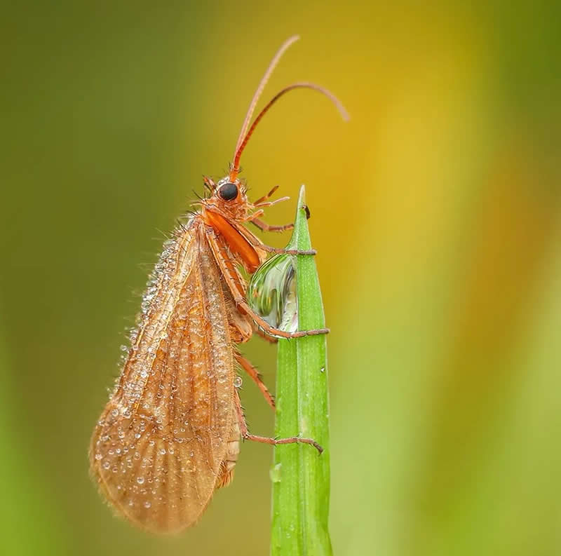 A detailed macro photograph of a small orange-brown insect covered in sparkling dew droplets as it clings to a bright green blade of grass. The soft yellow-green background and sharp focus reveal the insect&rsquo;s delicate wings, fine hairs, and intricate textures, creating a striking portrait of nature&rsquo;s tiny beauty.