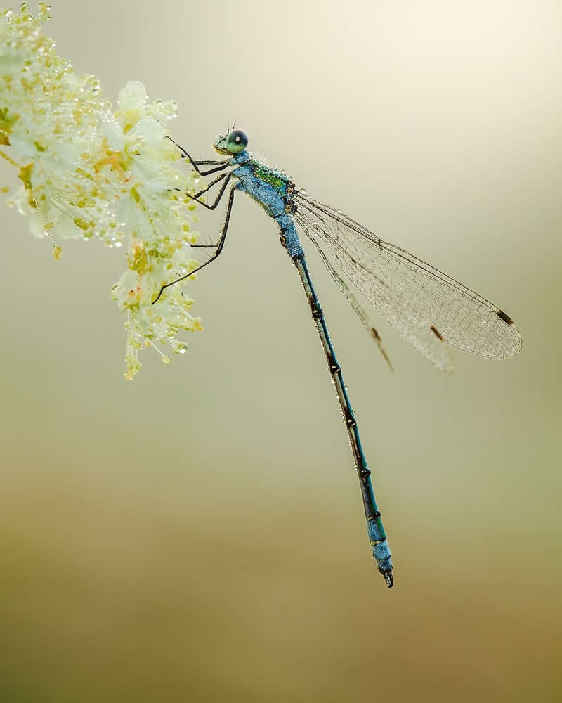 A stunning macro photograph of a blue damselfly perched on a cluster of delicate white flowers covered in dew. The insect&rsquo;s slender metallic-blue body and transparent wings are sharply detailed against a soft cream-colored background, creating an elegant and serene nature portrait.