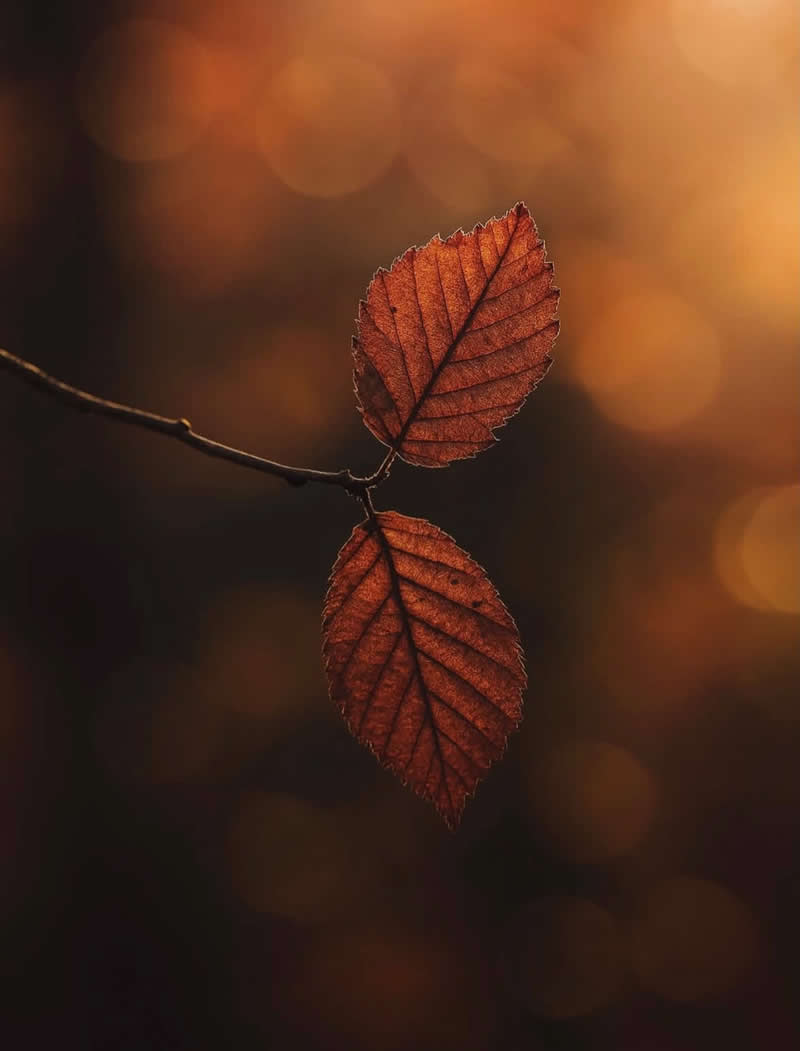 A moody macro photograph of two reddish-brown autumn leaves attached to a slender branch, illuminated by warm golden light. The softly blurred background features rich amber bokeh, creating a serene and atmospheric celebration of fall&rsquo;s beauty.