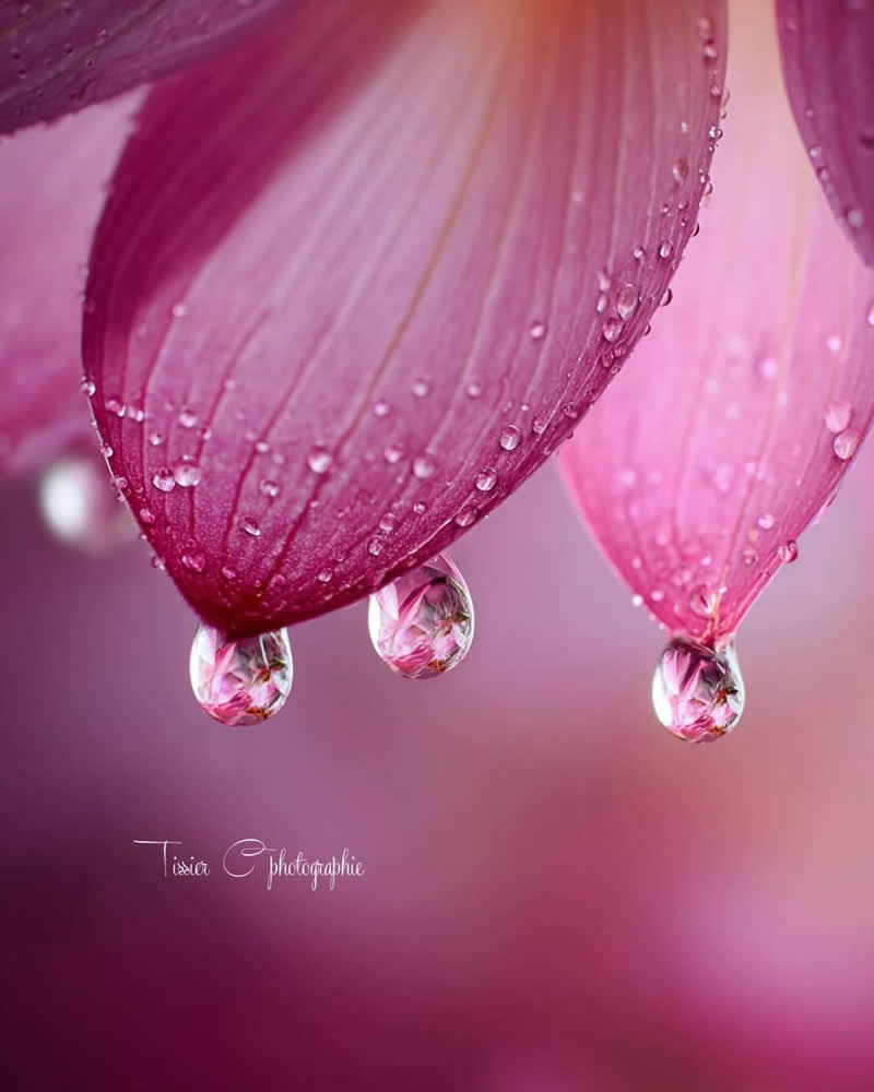 A dreamy macro photograph of pink flower petals adorned with delicate water droplets. Several larger droplets hang from the petal edges, reflecting the flower within them, while the soft pink background and fine petal textures create an elegant and enchanting nature scene.