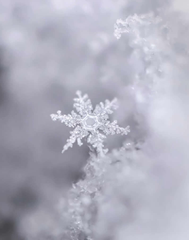 A breathtaking macro photograph of a delicate snowflake resting on a bed of soft snow. The intricate six-sided ice crystal is sharply detailed, revealing its unique geometric patterns against a dreamy white and pale gray background that evokes the quiet beauty of winter.