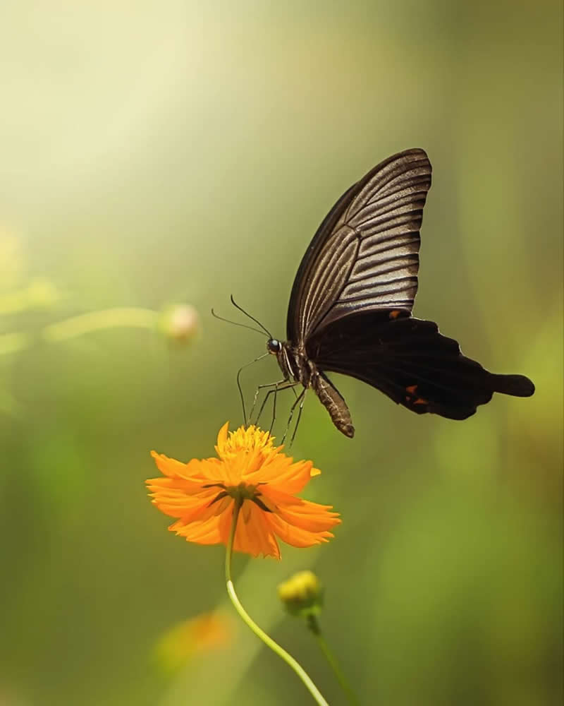 A striking black butterfly with elegantly patterned wings hovers above a vibrant orange wildflower in a sunlit meadow. The soft green background and warm natural light create a peaceful macro scene that highlights the butterfly&rsquo;s graceful form and delicate beauty.