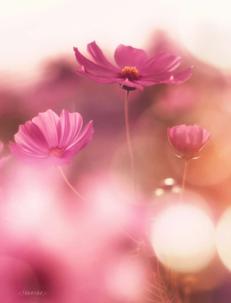 A dreamy macro photograph of pink cosmos flowers rising above a softly blurred field of blossoms. Warm golden light and creamy bokeh create an ethereal atmosphere, highlighting the delicate petals and graceful stems in a scene filled with tranquility and romance.