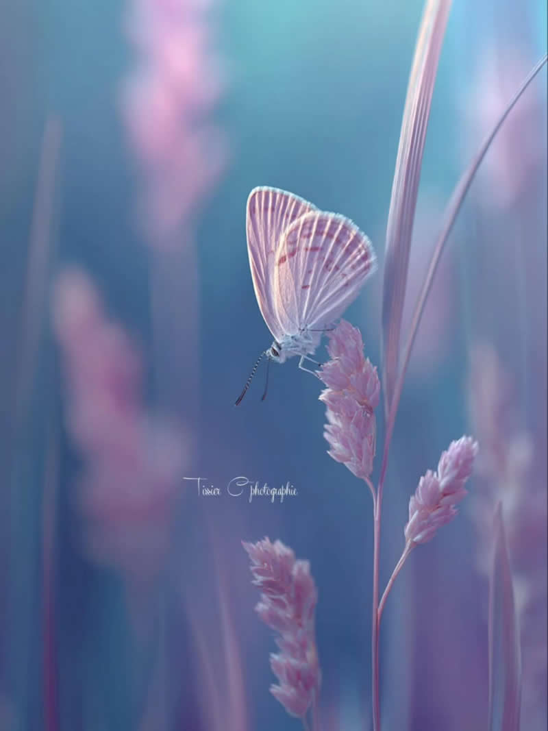 A delicate pale butterfly rests on a pink grass flower in a dreamy meadow bathed in soft blue, lavender, and pink tones. The shallow depth of field and pastel background create an ethereal macro scene that highlights the butterfly&rsquo;s fragile beauty and peaceful surroundings.