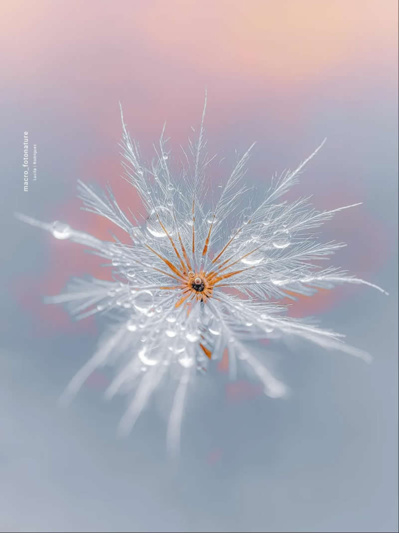 A breathtaking macro photograph of a delicate dandelion seed covered in sparkling dew droplets. The feathery white filaments radiate from a warm golden center, set against a dreamy pastel background of soft pink, blue, and lavender tones, creating an ethereal and magical nature scene.