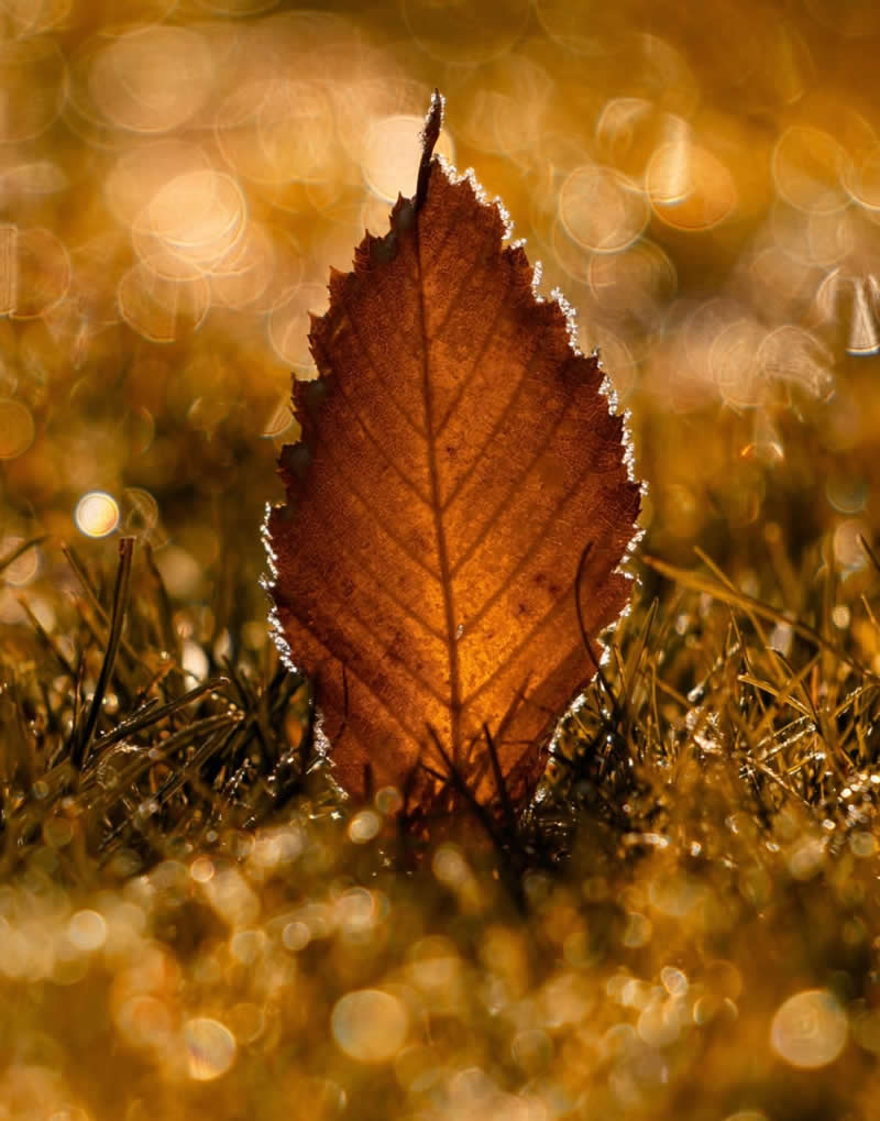 A striking macro photograph of a single amber-brown autumn leaf standing upright among dew-covered grass. Warm sunlight shines through the leaf, revealing its intricate veins, while a background of sparkling golden bokeh creates a magical and radiant autumn scene.