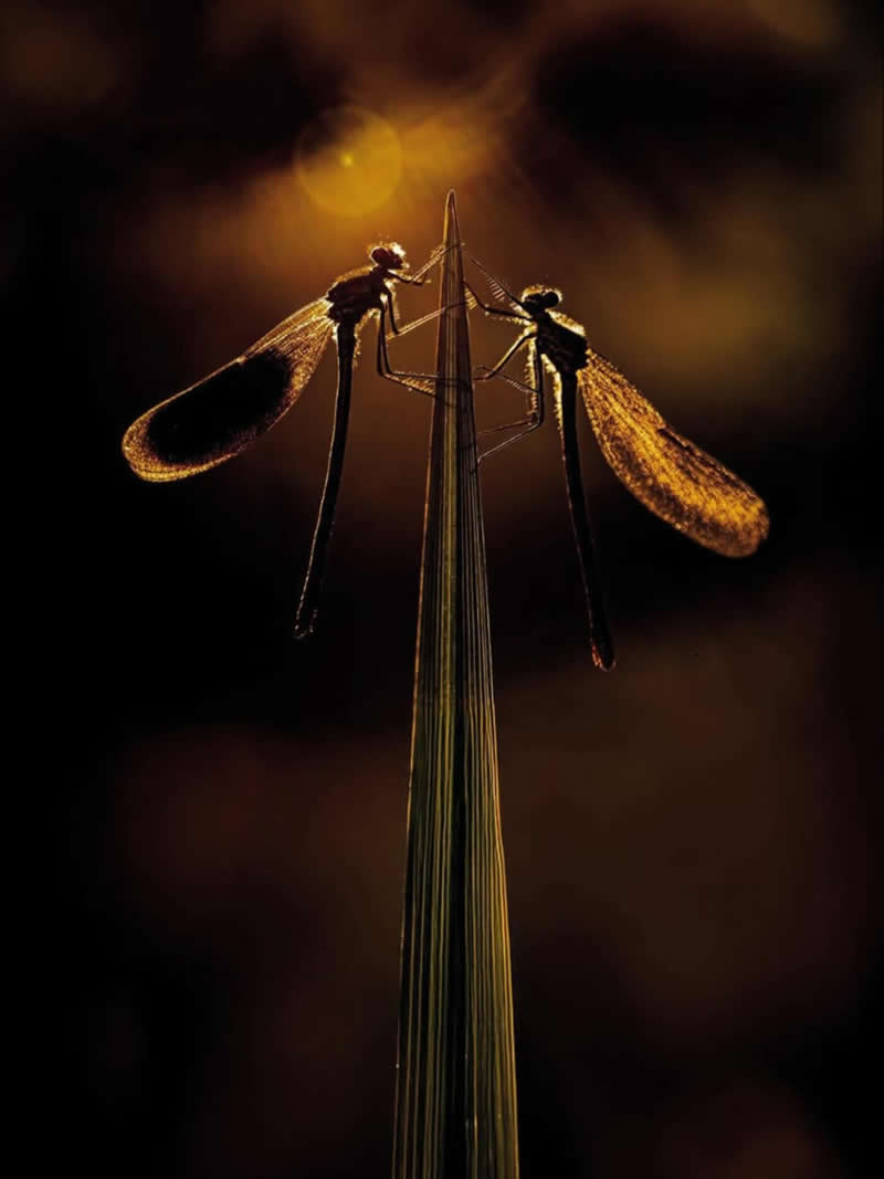 A dramatic macro photograph of two damselflies perched opposite each other on the tip of a slender grass blade. Their delicate wings glow with warm golden backlight against a dark, softly blurred background, creating an intimate and artistic scene filled with symmetry, elegance, and evening atmosphere.