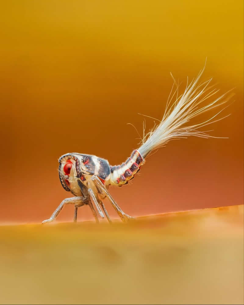 A striking macro photograph of a tiny insect with bright red eyes and a long white feather-like tail, standing on a smooth surface against a warm golden-orange background. The shallow depth of field highlights the insect&rsquo;s intricate details and unusual appearance.