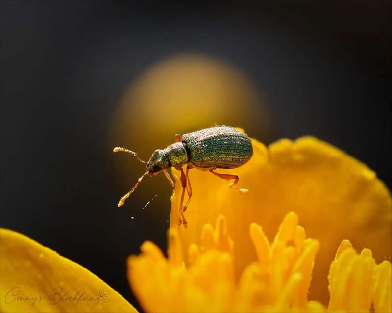 A macro photograph of a small metallic-green beetle perched on the bright yellow petals of a flower. Warm golden light and a softly blurred dark background create a dramatic contrast, highlighting the insect&rsquo;s textured body and delicate antennae.