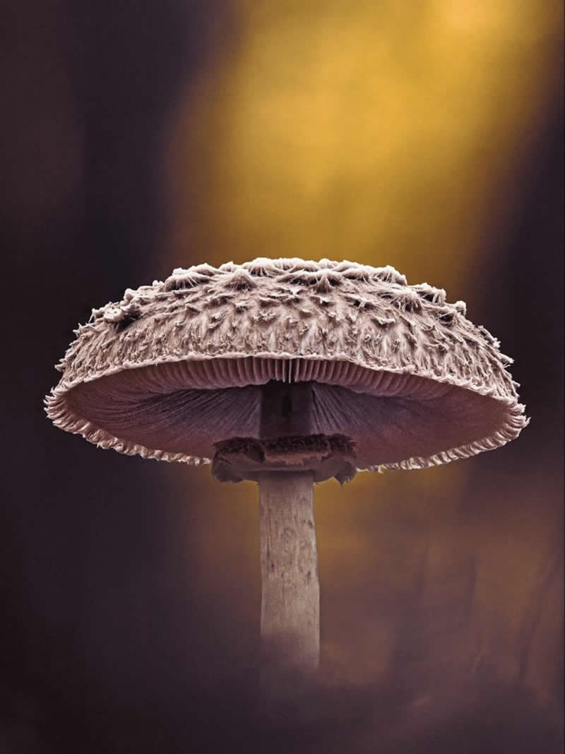 A close-up macro photograph of a textured wild mushroom standing upright against a softly blurred woodland background. Warm golden light illuminates the scene, highlighting the mushroom&rsquo;s intricate cap, delicate gills, and slender stem.