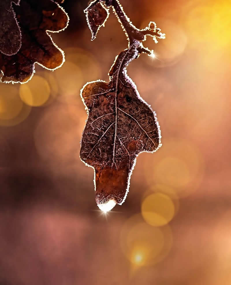 A macro photograph of a dried brown oak leaf hanging from a branch, its edges lined with delicate frost crystals. Warm golden bokeh fills the background while sunlight sparkles at the leaf&rsquo;s tip, creating a magical autumn-to-winter scene.