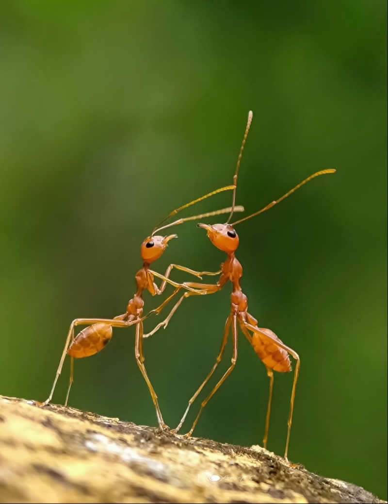 A macro photograph of two slender orange ants facing each other on a branch, appearing to touch antennae and forelegs. The insects stand upright against a smooth green background, creating the impression of a graceful dance or interaction.